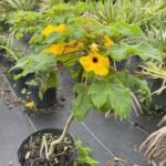 Buy Uncarina decaryi - Live Plant Online Shopping for Sale