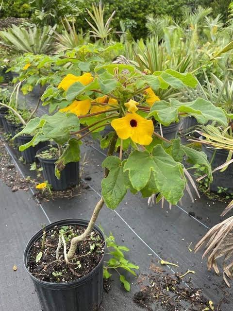 Uncarina_decaryi.jpg Buy Uncarina decaryi - Live Plant Online Shopping for Sale - Image 1
