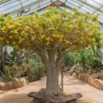 Buy Unacarina grandiflora - Live Plant Online Shopping for Sale