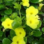 Buiy Urechites lutea - wild allamanda - Live Plant Online 
Shopping for Sale