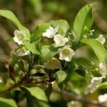 Buy Vallaris heynei - Live Plant Online Shopping for Sale