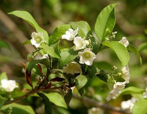 Vallaris_heynei.jpg Buy Vallaris heynei - Live Plant Online Shopping for Sale - Image 1