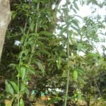 Buy Vallaris solanacea, Ramsar, Chamari-ki-vel, Ginne amalati, 
Pedda malle, Palamalle tivva, Arbimallika, Jooka malathi, 
Nityamalle, Madhu malati, Ginne malathi, Bonokoneri noi, 
Hopormoli, Vishappala - Live plant online shopping for sale