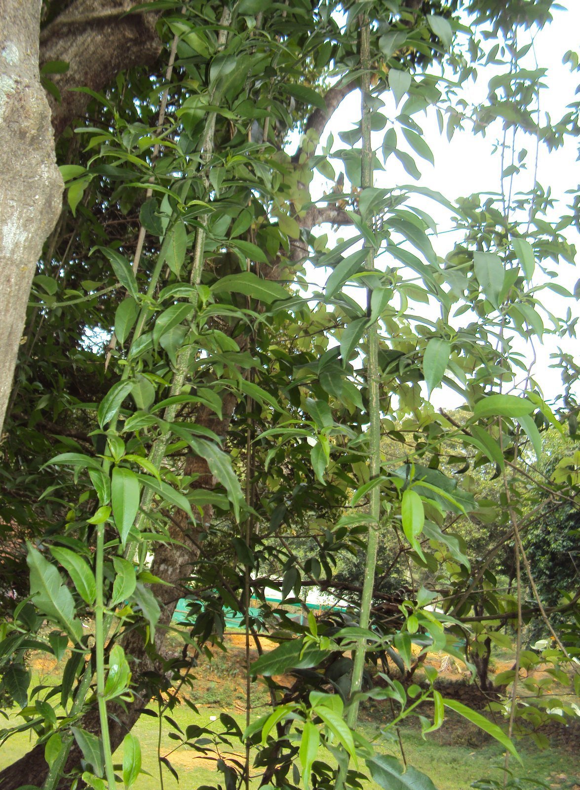Vallaris_solanacea.jpg Buy Vallaris solanacea, Ramsar, Chamari-ki-vel, Ginne amalati,
Pedda malle, Palamalle tivva, Arbimallika, Jooka malathi,
Nityamalle, Madhu malati, Ginne malathi, Bonokoneri noi,
Hopormoli, Vishappala - Live plant online shopping for sale - Image 1