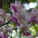 Buy Vanda spathulata - Live Plant Online Shopping for Sale