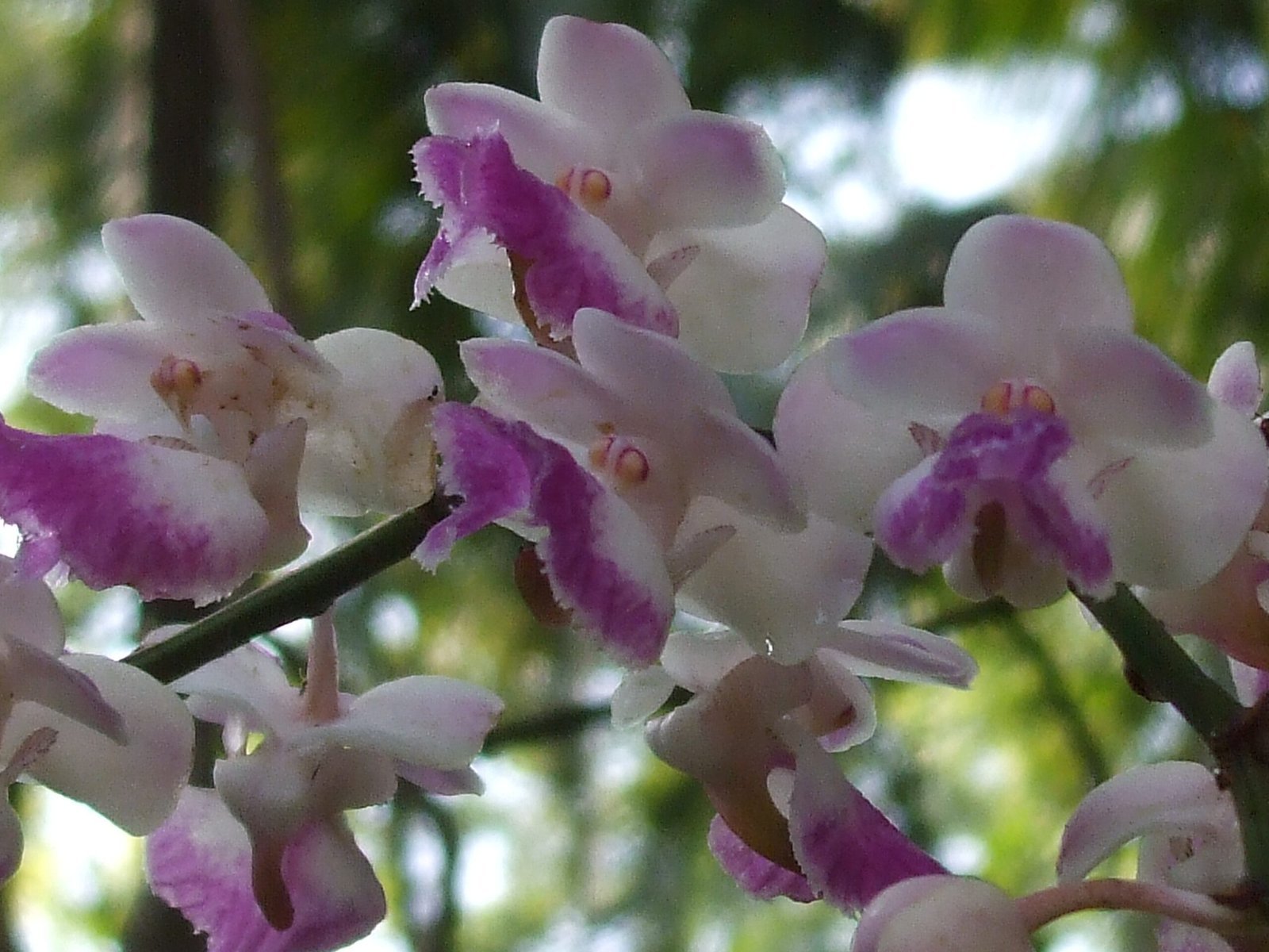 Vanda_spathulata-scaled-1.jpg Buy Vanda spathulata - Live Plant Online Shopping for Sale - Image 1
