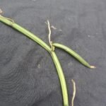 Buy vanilla wighitiana - Live Plant Online Shopping for Sale