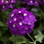 Buy Verbena hybridia - Live Plant Online Shopping for Sale