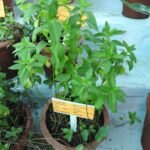 Buy Water mint, Bergamot mint - Live Plant Online Shopping for 
Sale