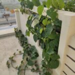 Buy Tinospora crispa, sugarvalli, Patawali, akar patawali, பெரும்சீந்தில் - 1kg fresh stem - Live Plant Online Shopping for Sale