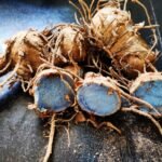 Buy curcuma caesia, Black turmeric, karumanjal, kali haldi, கருமஞ்சள் - 1KG FRESH rhizome - Online Shopping for Sale