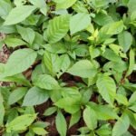 Buy Katsagon, Marodphali, zihhaw, Fernandoa adenophylla , Bignonia adenophylla, Haplophragma adenophyllum, Spathodea adenophylla - Live Plant online shopping for sale