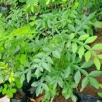 Buy Mahavilvam-Air layered(already flowering), Mahabael, Mahabilpatre, Naringi crenulata-Live plant online shopping for sale
