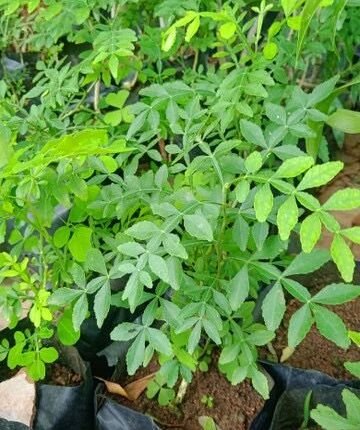 Buy Mahavilvam-Air layered(already flowering), Mahabael, Mahabilpatre, Naringi crenulata-Live plant online shopping for sale