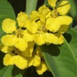 Buy Stigmaphyllon ciliatum - Live Plant Online Shopping for Sale