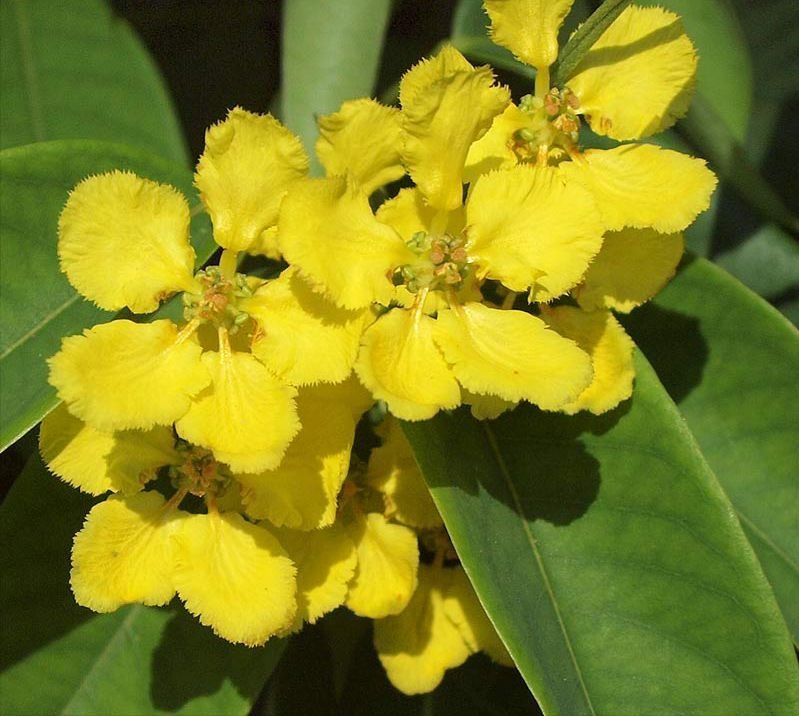 WhatsApp-Image-2025-11-06-at-18.06.20_4cd15dbc.jpg Buy Stigmaphyllon ciliatum - Live Plant Online Shopping for Sale - Image 1