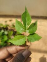 Buy panchmukhi belpatra, panch patti, 5 leaf bilva patra, 5 leaf vilvam-Live plant online shopping for sale - Image 2