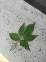 Buy panchmukhi belpatra, panch patti, 5 leaf bilva patra, 5 leaf vilvam-Live plant online shopping for sale - Image 3