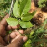 panchpatti bilpatre