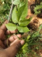 panchpatti bilpatre