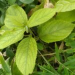 Buy Stinging nettle, urtica dioica, kanchori - Live plant online shopping for sale