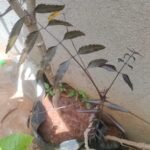 Azadirachta indica-Black leaf
