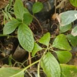 Buy Mappia nimmoniana, Ghanera, kalkurinji, Nothapodytes Nimmoniana, Mappia Foetida - Live plant online shopping for sale