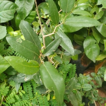 drypetes sepiaria live plant