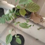 Buy Desmodium pulchellum, Vellalothi, jatsalpan, kattumutira, kondaantintha, lodhrah, lodrom - Live plant online shopping for sale