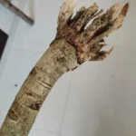 peiviratti stick