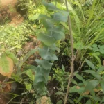Eucalyptus cinerea silver dollar