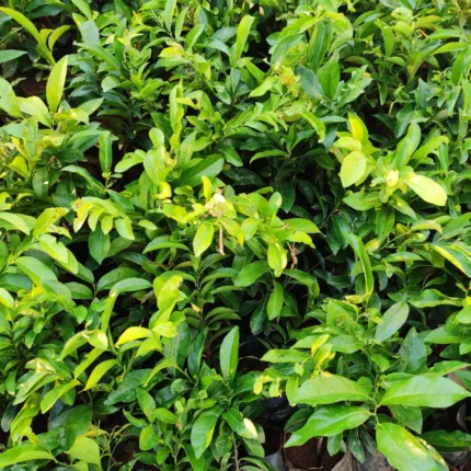 Diospyros ebenum ceylon ebenum