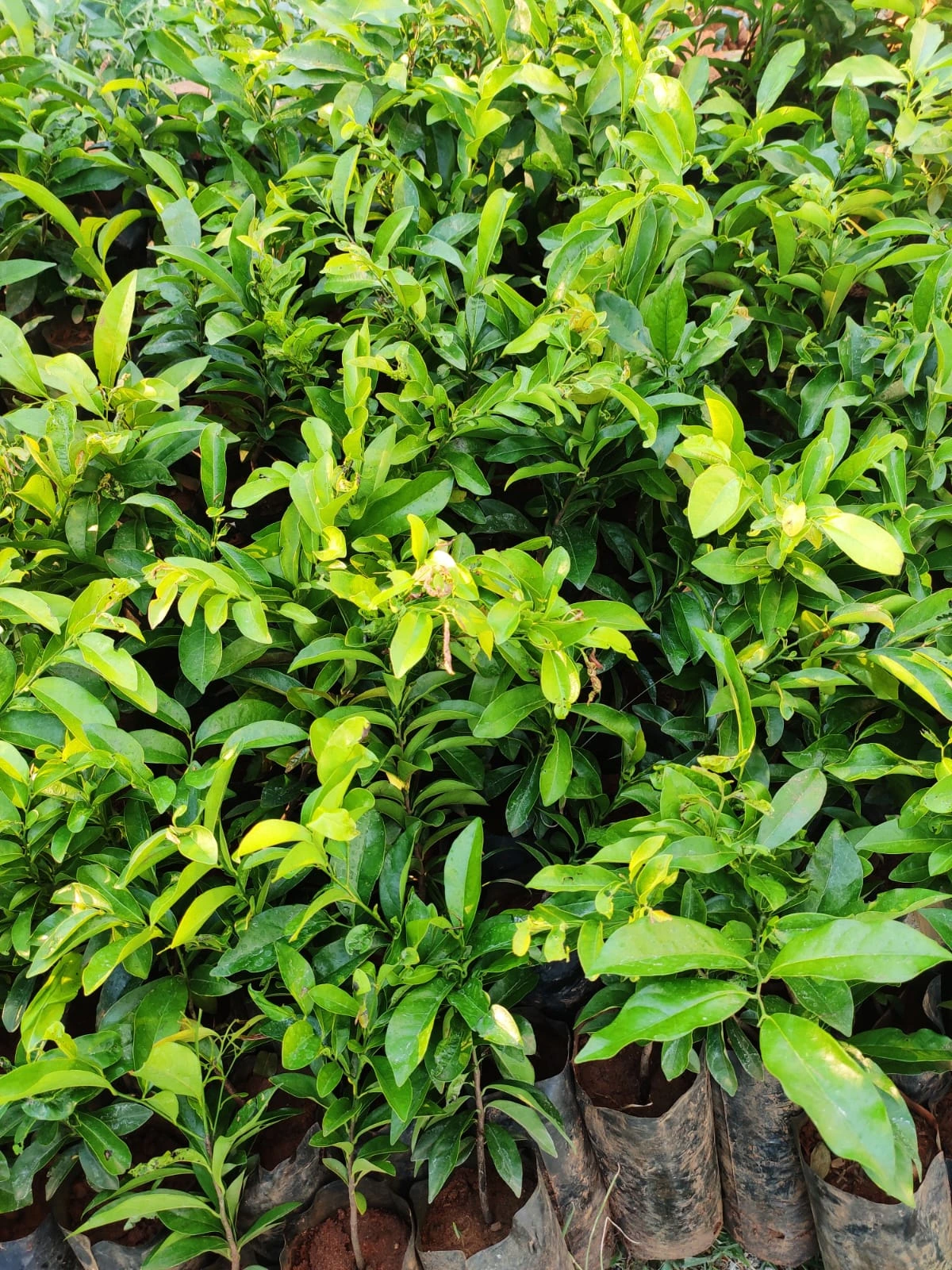 Diospyros ebenum Diospyros ebenum ceylon ebenum