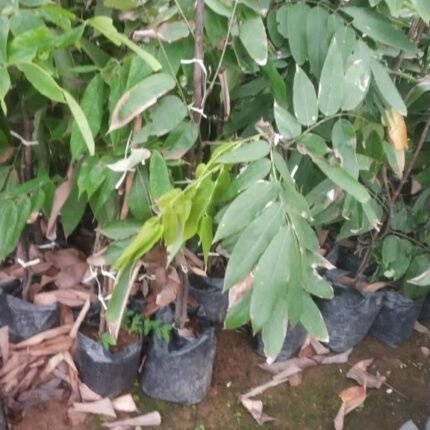 Amherstia nobilis 1feet