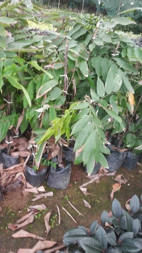 Amherstia nobilis 1feet