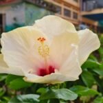 Buy Hibiscus White - Live Plant Online Shopping for Sale