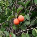 Buy Ximenia americana - Live Plant Online Shopping for Sale