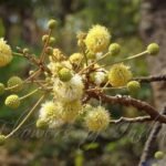 Buy Xylia xylocarpum - Live Plant Online Shopping for Sale