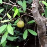 Buy Xylocarpus molliccense - Live Plant Online Shopping for Sale