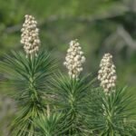 Buy Yucca aloifolia - Live Plant Online Shopping for Sale