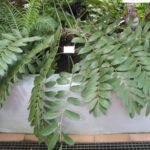 Buy Zamia furfuracea - Live Plant Online Shopping for Sale
