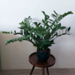Buy Zamioculcas zamifolia - Live Plant Online Shopping for Sale
