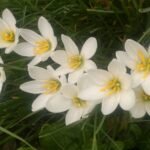 Buy Zephyranthus candida - Live Plant Online Shopping for Sale