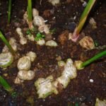 Buy Zingiber officinalis - Live Plant Online Shopping for Sale