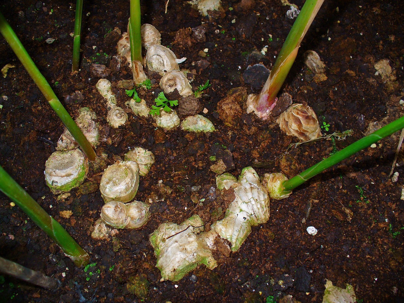 Zingiber_officinale.jpg Buy Zingiber officinalis - Live Plant Online Shopping for Sale - Image 1
