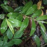 Buy Zingiber zerumbet - Live Plant Online Shopping for Sale