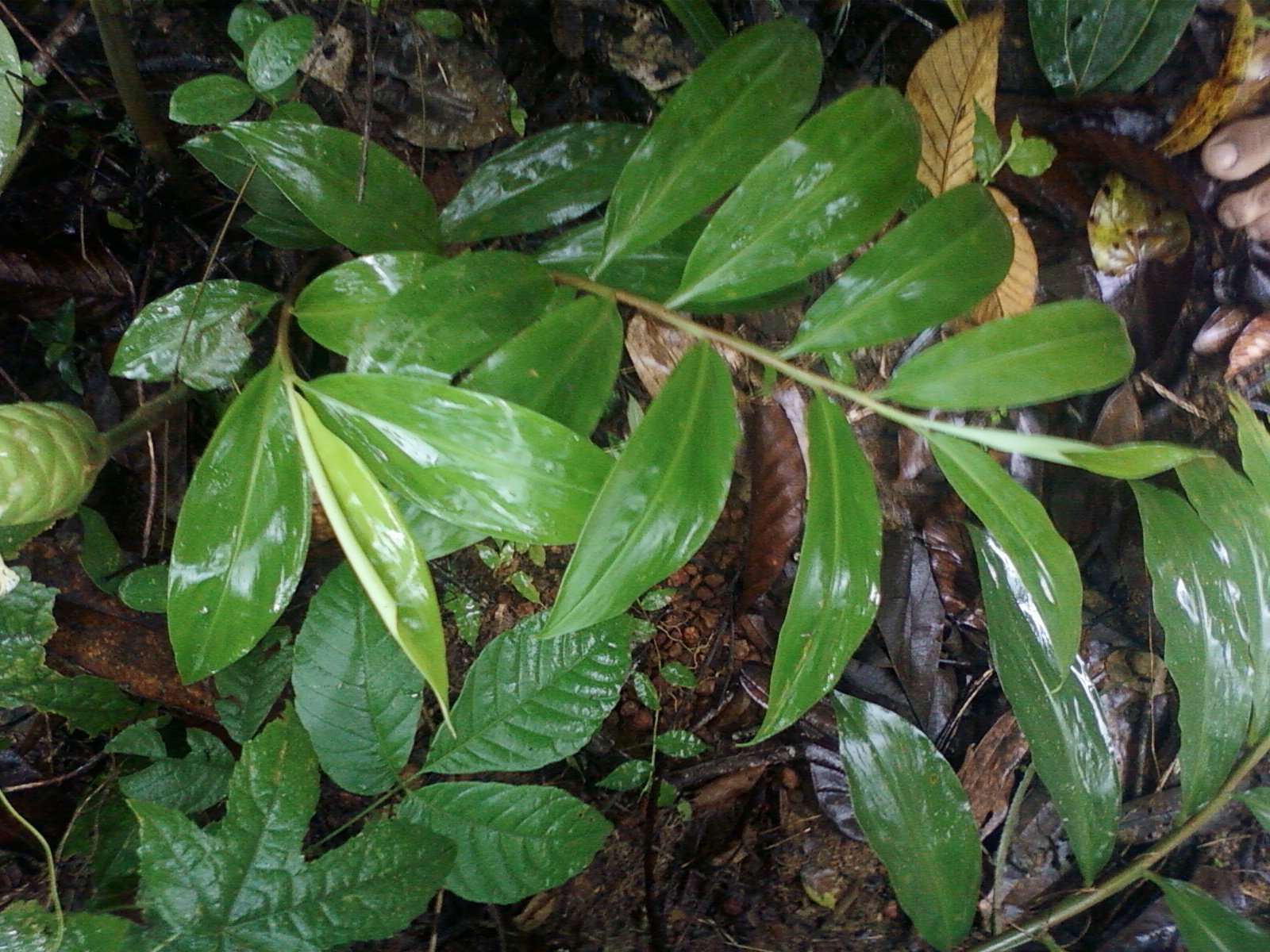 Zingiber_zerumbet.jpg Buy Zingiber zerumbet - Live Plant Online Shopping for Sale - Image 1