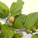 Buy Ziziphus joazeiro - Live Plant Online Shopping for Sale