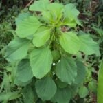 Buy Acalypha indica, kuppaimeni, குப்பைமேனி - 
Live plant online shopping for sale