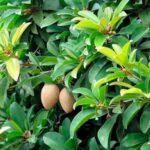 Buy Achras zapota, Hybrid - Live Plant Online for Sale